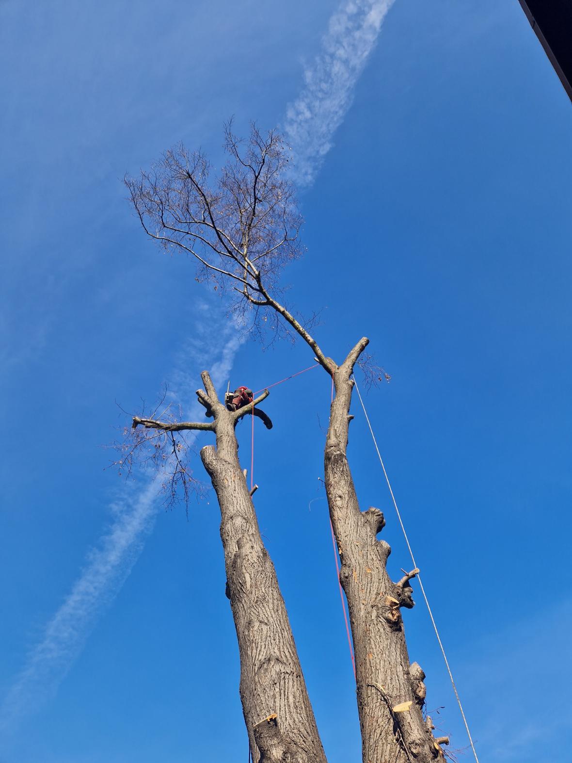 postupné kácení lípy Bohumín